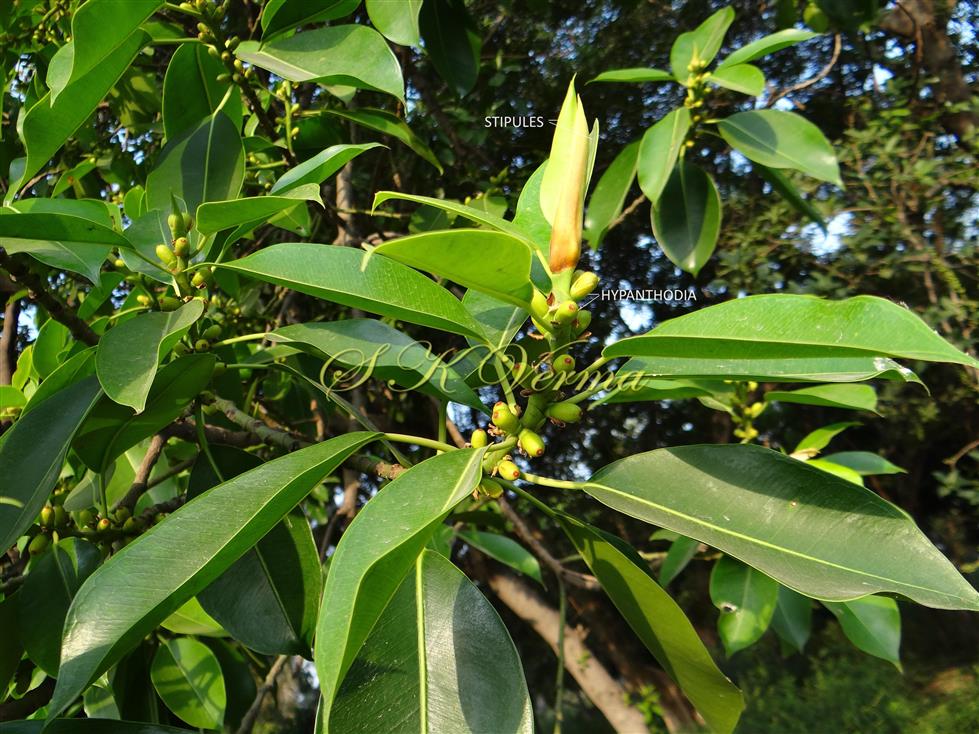  Leafy shoot with Stipules and Hypanthodia